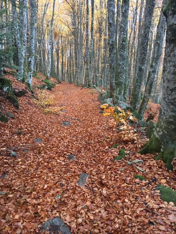 Gite " Oree Des Bois" Vertolaye Экстерьер фото