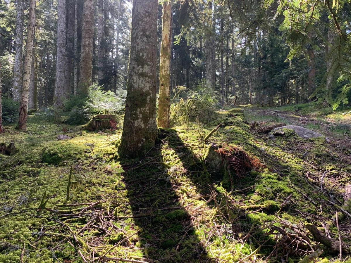 Gite " Oree Des Bois" Vertolaye Экстерьер фото